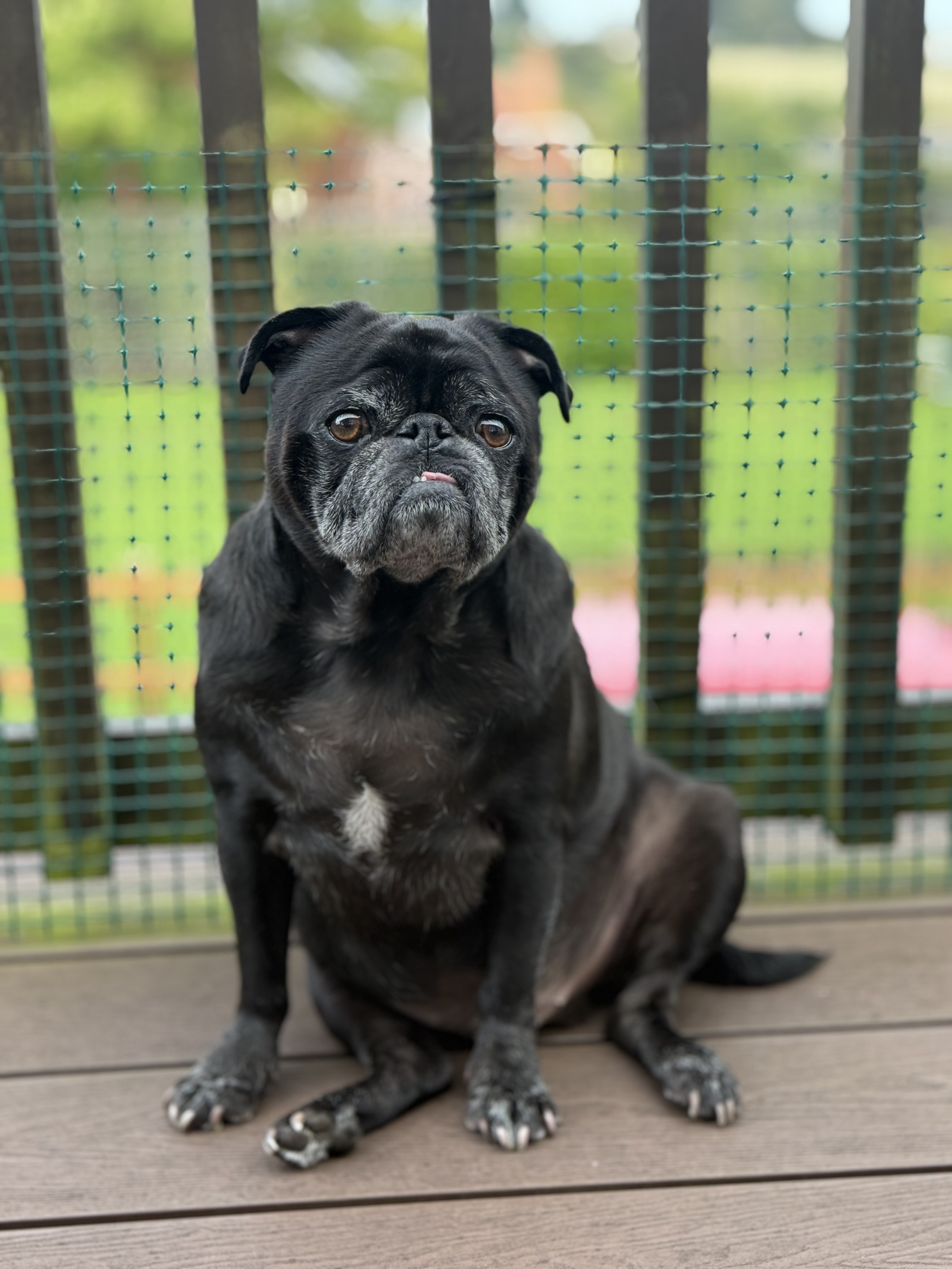 Percy the Pug – Wellbeing Manager
