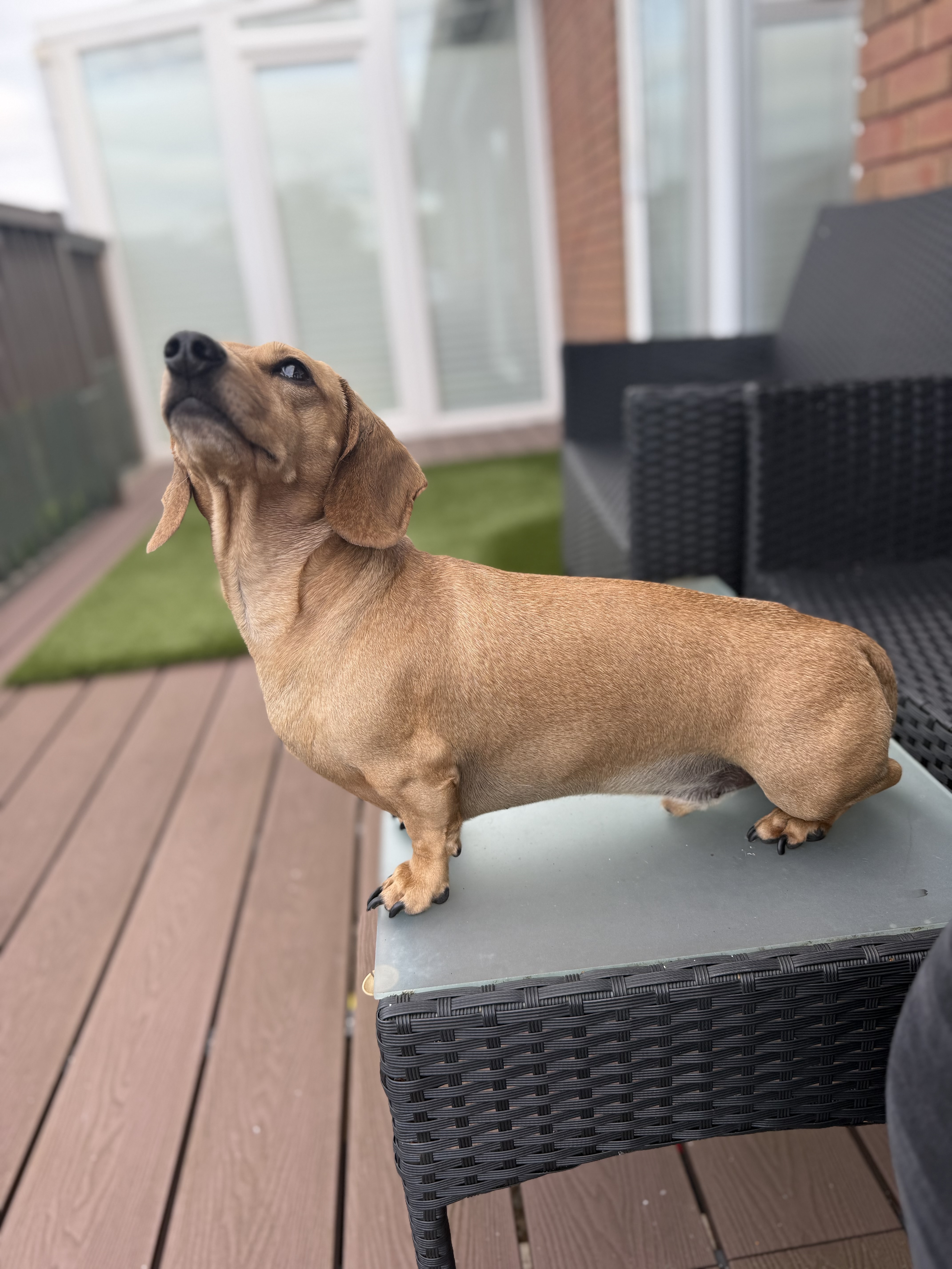 Ronnie the Dachshund – Security Manager